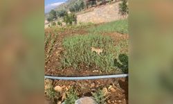 Kahramanmaraş'ta Doğada Az Rastlanılan Yaban Kedisi Görüntülendi