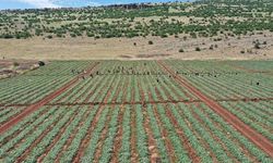 Kahramanmaraş'ta Yetiştirilen Salatalıklar İhracata Hazırlanıyor