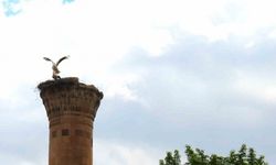 Kahramanmaraş'ta Yıkılan Minare Leyleklerin Yuvası Oldu