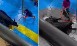 Kesime Götürülen Hayvana Balta ve Bıçakla İşkence Ettiler! 5 Kişiye Gözaltı