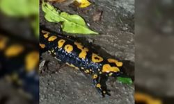 Nesli Tükenmekte Olan ’Anadolu Semenderi’ Kahramanmaraş'ta Görüntülendi