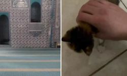 Dehşete Düşüren Video: Camide Küfürler Yağdıran Şahıs Kediyi Boğarak Kafasını Kopardı!