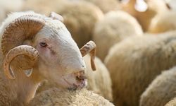 Kahramanmaraş Onikişubat Belediyesi Kurbanlık Satış ve Kesim Yerlerini Açıkladı