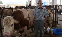 Kahramanmaraş'ta Kurban Pazarının En Büyük Tosunu 230 Bin Liraya Satışta