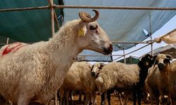 Türk Kızılay, Kurban Vekaleti Bedellerini Açıkladı