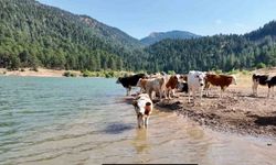 Kahramanmaraş'ta Sıcaktan Bunalan İnekler Gölette Serinledi