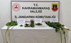 Kahramanmaraş’ta Evinin Bahçesinde Kenevir Yetiştiren Şahıs Yakalandı