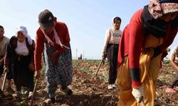 Kahramanmaraş’ta Hasadın Tamamlandığı Tarım Arazileri İkinci Ürünle Buluşturuluyor