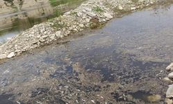 Kahramanmaraş’ta Toplu Balık Ölümleri Endişe Yarattı