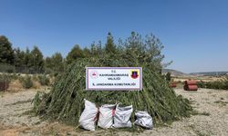 Kahramanmaraş'ta Mısır Tarlasının Ortasına Kenevir Ektiler