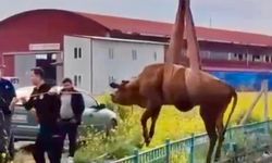 Kahramanmaraş’ta kanala düşen inek kurtarıldı