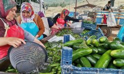 KAHRAMANMARAŞ'TA SALATALIK HASADI BAŞLADI: 35 BİN TON REKOLTE BEKLENİYOR