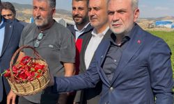 Maraş biberinde hasat mesaisi başladı