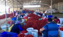 Kahramanmaraş’ta Maraş biberi için hasat zamanı
