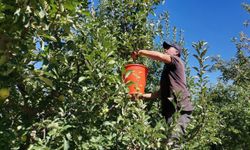 Kahramanmaraş’ın elma üretiminde 60 bin ton hedefi