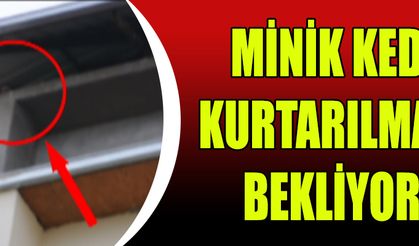 Minik Kedi Kurtarılmayı Bekliyor!