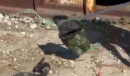 Kahramanmaraş’ta 2 Metrelik Yılan Yakalandı