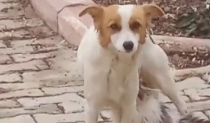 Kahramanmaraş'ta Köpek, Yavru Kediyi Emziriyor