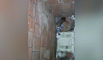 Kahramanmaraş’ta yavru kediler için itfaiye ekipleri seferber oldu