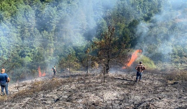 Samsun ve Zonguldak’ta orman sınırları düzenlendi