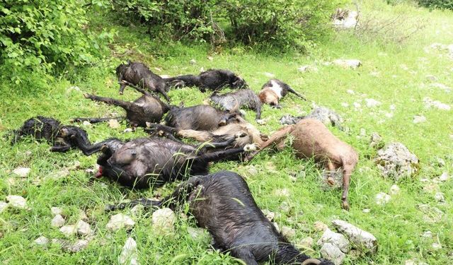 Kahramanmaraş’ta sürüye kurt saldırdı: 6 koyun telef