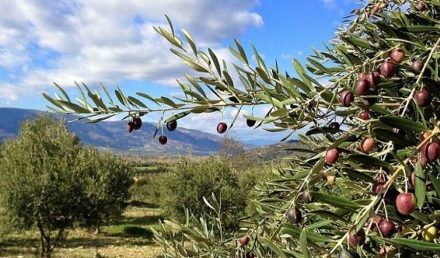 Meyvesinin sağlıklı olmasının yanında birçok yararı da vardır.
Zeytin ağacının meyvesi olan zeytin antioksidanlar, sağlıklı yağlar ve lifler içerdiğinden oldukça sağlıklıdır.