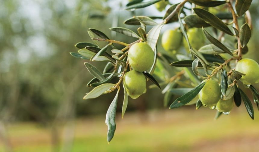 Meyve vermeye çok erken yaşta başlar.
Henüz beş ile yedi yaş arasında meyve vermeye başlayan zeytin ağacı hem üretken hem cömert bir ağaçtır ve her yıl kilolarca zeytin verir.