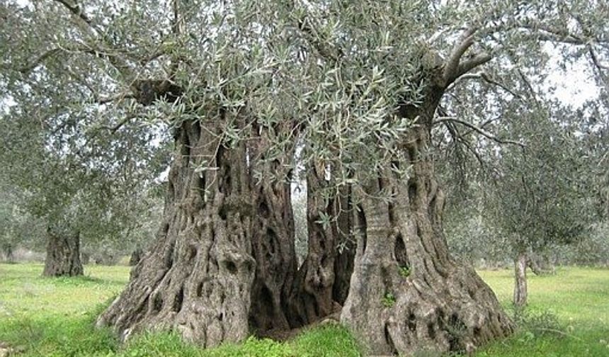 Kökleri ve yaprak örtüsü, toprak erozyonunu azaltarak toprak kaybını engeller.
Zeytin ağacının kök sistemi o kadar sağlamdır ki, ağacın yer üstü yapısı don, yangın veya hastalık gibi felaketler nedeniyle yok olsa bile kendini yenileyebilir.