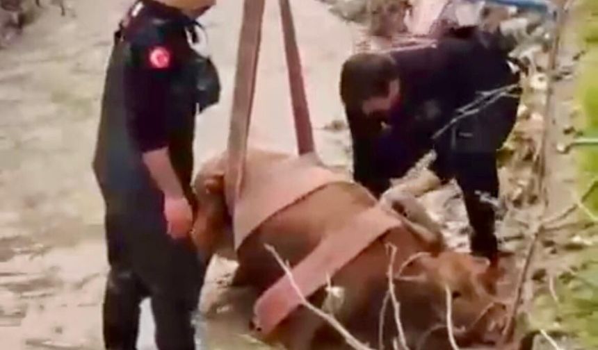 Kahramanmaraş’ta kanala düşen inek kurtarıldı