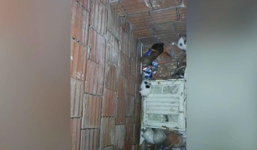 Kahramanmaraş’ta yavru kediler için itfaiye ekipleri seferber oldu