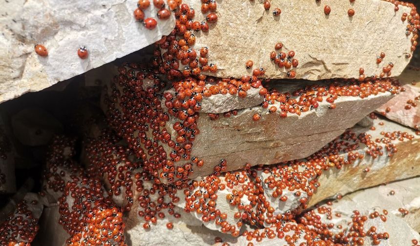 KAHRAMANMARAŞ’TA ULUDAZ TEPESİNDE UĞUR BÖCEKLERİ FOTOĞRAFLANDI