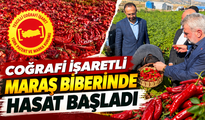 Maraş biberinde hasat mesaisi başladı