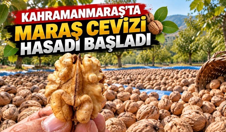 Maraş cevizi yeni hasatla tezgâhlara döndü