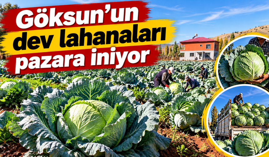 Kahramanmaraş’ta 50 kiloluk dev lahanaların hasadı başladı