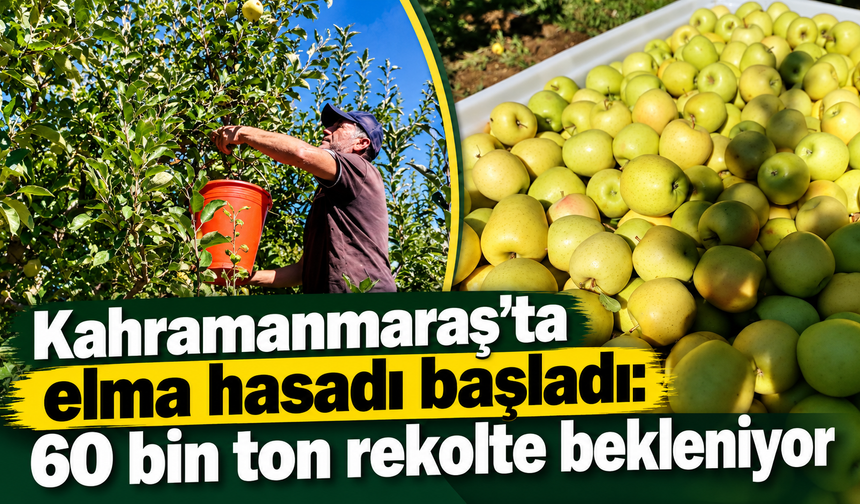 Kahramanmaraş’ın elma üretiminde 60 bin ton hedefi