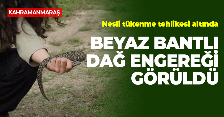 Kahramanmaraş'ta Beyaz Bantlı Dağ Engereği Görüldü