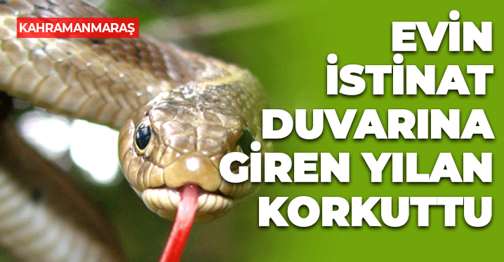 Kahramanmaraş'ta Evin İstinat Duvarına Giren Yılan Korkuttu