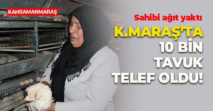Kahramanmaraş'ta 10 Bin Tavuk Telef Oldu, Sahibi Ağıt Yaktı