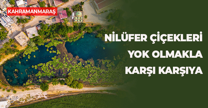 Kahramanmaraş'taki Nilüfer Gölü'nde Tehlike Çanları Çalıyor