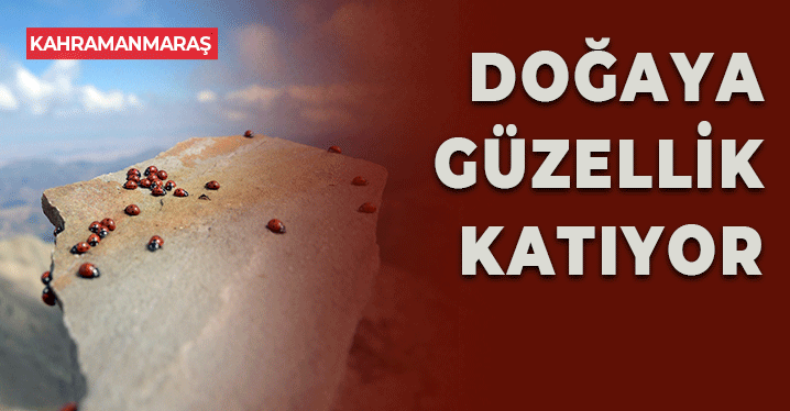 Uludaz Tepesi Ağırladığı Uğur Böcekleri ile Doğaseverlerin İlgisini Çekiyor