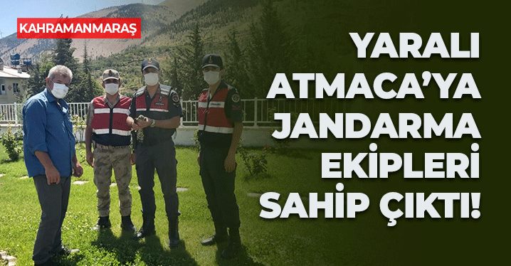 Kahramanmaraş'ta Yaralı Atmaca’ya Jandarma Ekipleri Sahip Çıktı