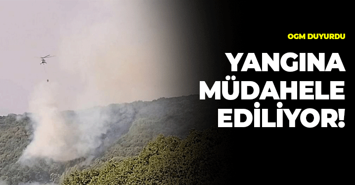 Yine Bir Orman Yangını: Müdahele Sürüyor