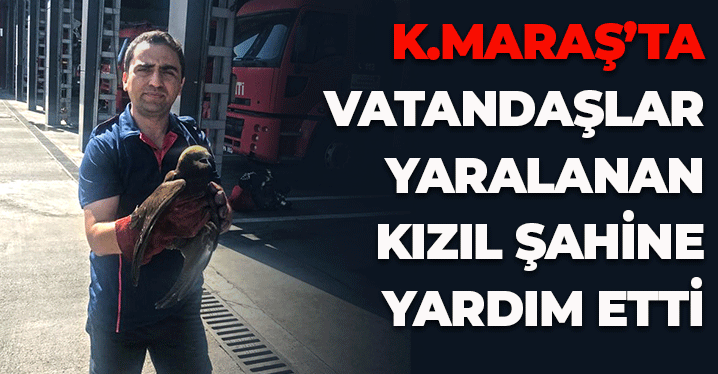 Kahramanmaraş'ta Vatandaşlar Yaralanan Kızıl Şahin'e Yardım Etti