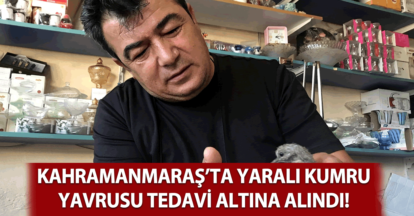 Kahramanmaraş'ta yaralı kumru yavrusu tedavi altına alndı!