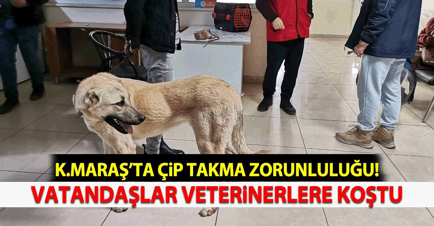 Kahramanmaraş'ta çip takma zorunluluğu! Vatandaşlar veterinerlere koştu!