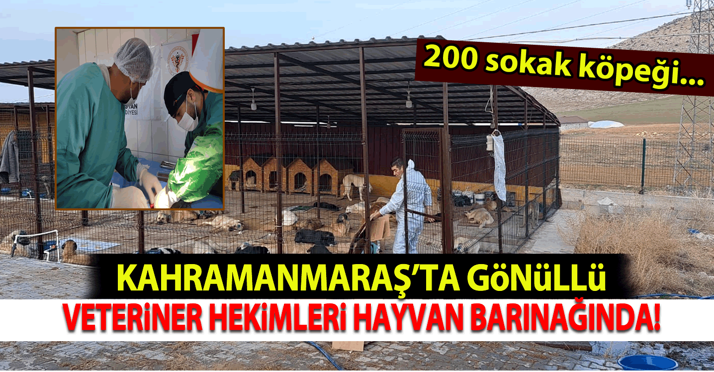 Kahramanmaraş'ta Gönüllü Veteriner Hekimleri'nden Sokak Hayvanlarına Destek!