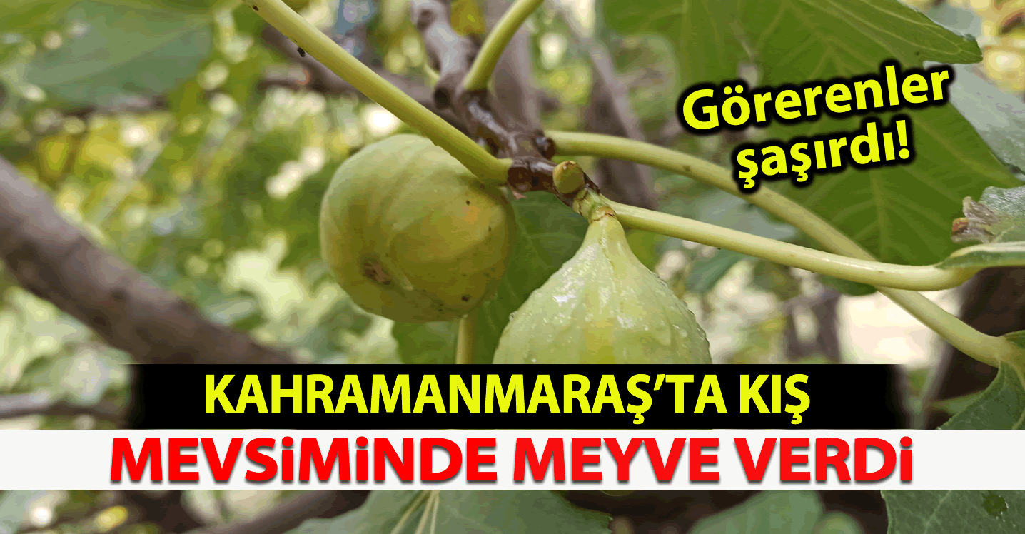 Kahramanmaraş'ta kış mevsiminde meyve verdi! Görenler şaşırdı!