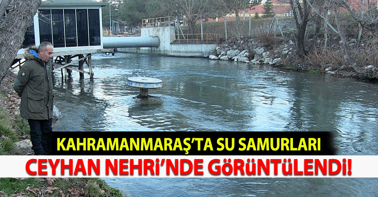 Kahramanmaraş'ta su samurları Ceyhan Nehri'nde görüntülendi!