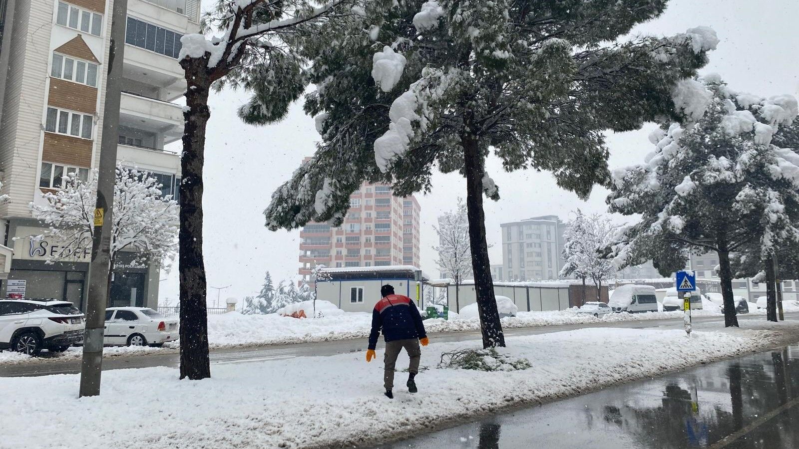 Ağaç Budama (3)